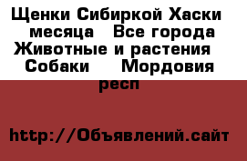 Щенки Сибиркой Хаски 2 месяца - Все города Животные и растения » Собаки   . Мордовия респ.
